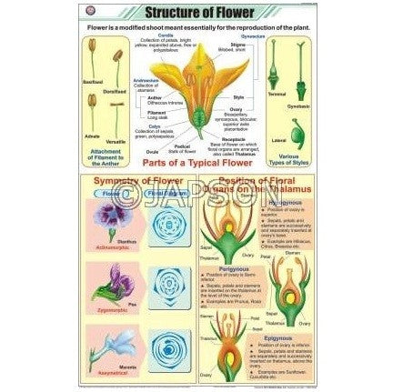 Flower Charts, Botany, School Education Flower Charts, Botany, School Education